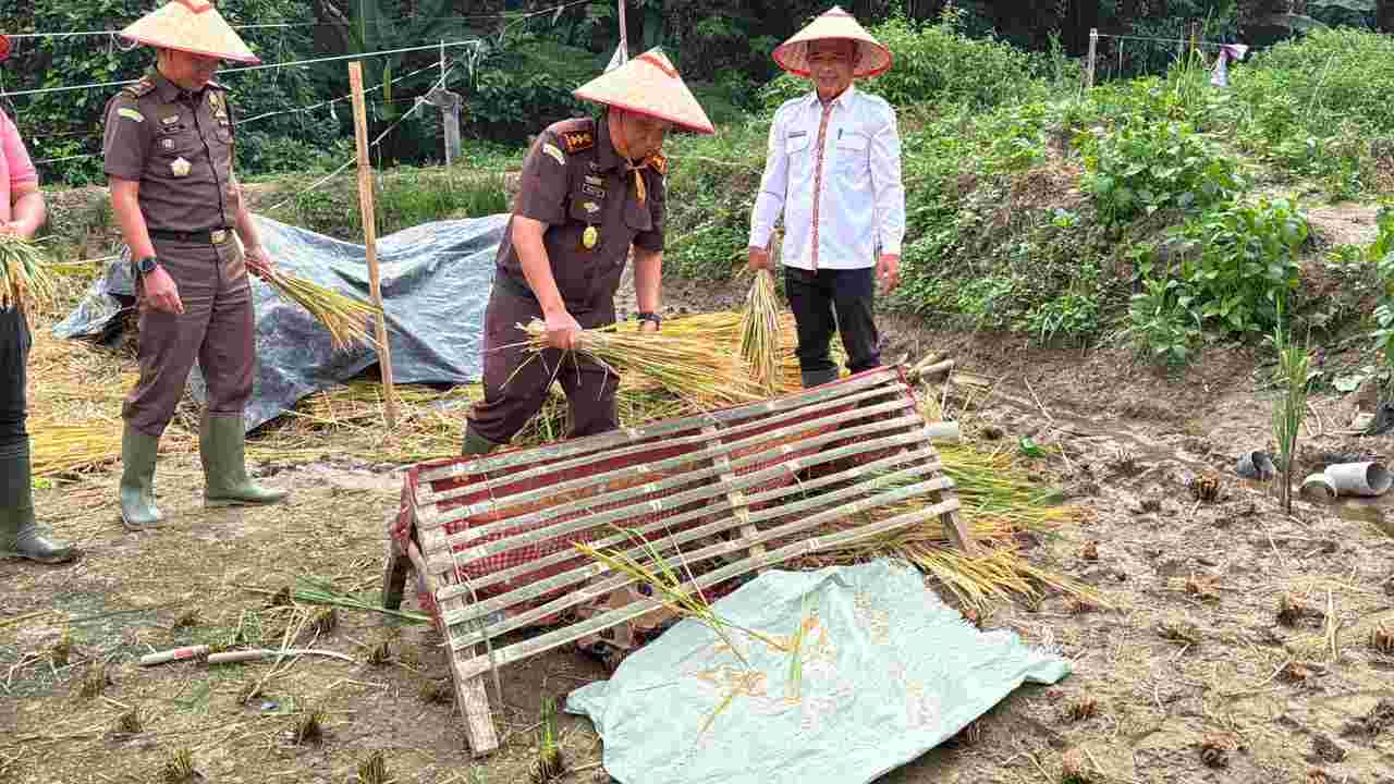 Panen Padi Bersama Petani, Kejari Lambar Dorong Optimalisasi Potensi Pertanian