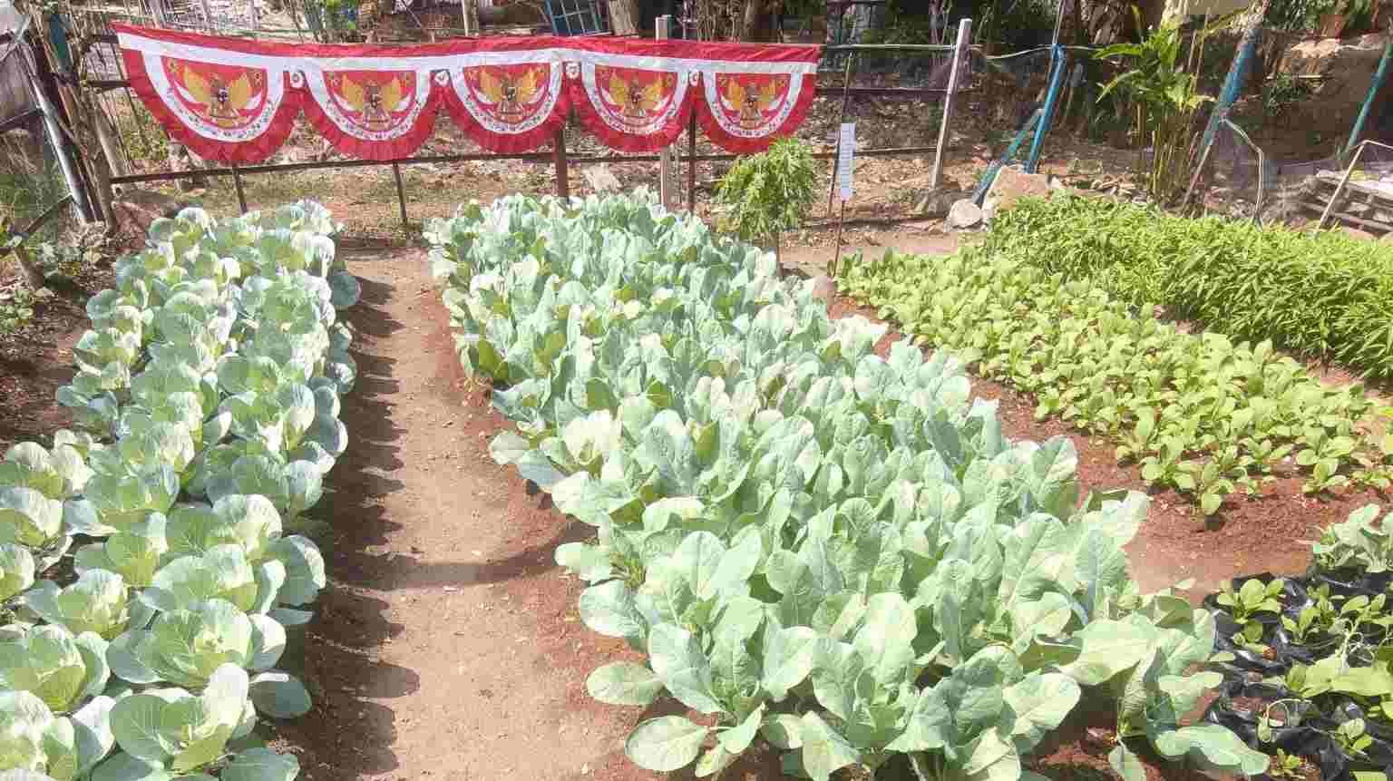 80 KWT di Bandar Lampung Kembangkan Urban Farming untuk Perkuat Ketahanan Pangan Keluarga