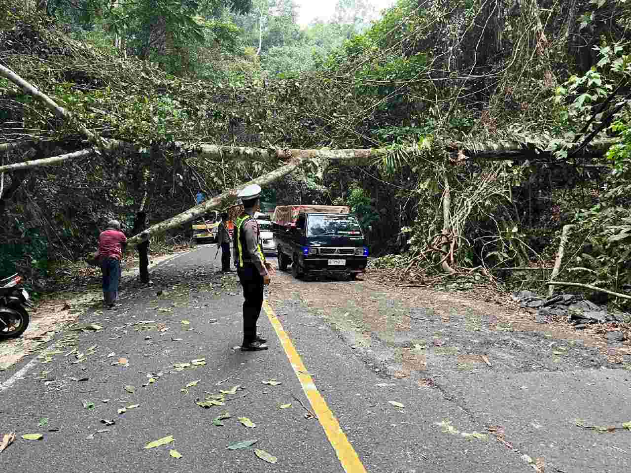 Pohon Tumbang Tutup Jalinbar TNBBS, Polsek Ngaras dan BPBD Bergerak Cepat