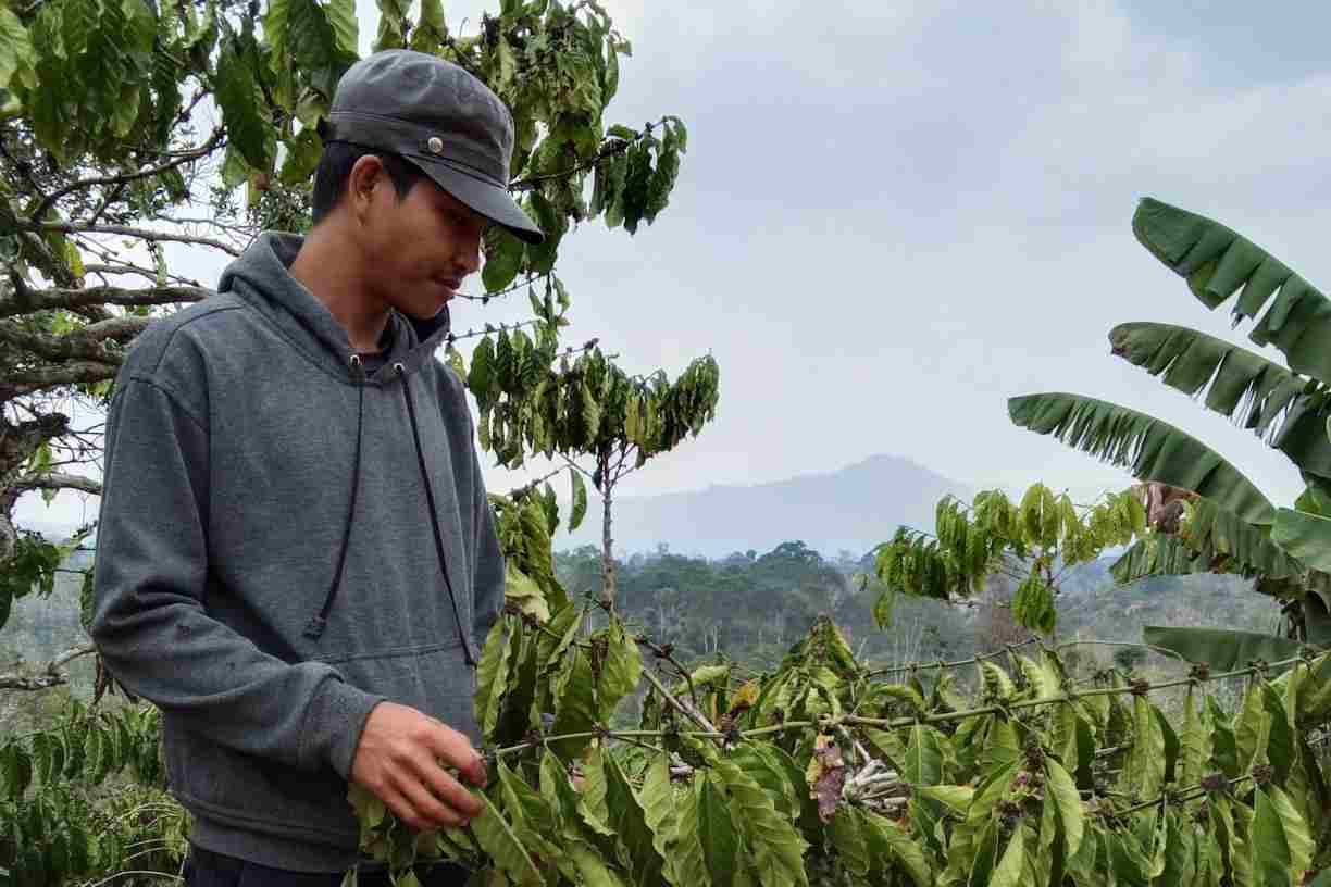 El Nino Bikin Petani Kopi Pagar Dewa Cemas, Daun Mulai Mengerut Akibat Kekurangan Air