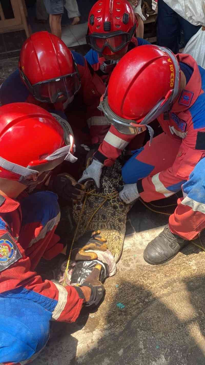 Buaya Muara 2,5 Meter Dievakuasi dari Rumah Warga di Bandar Lampung