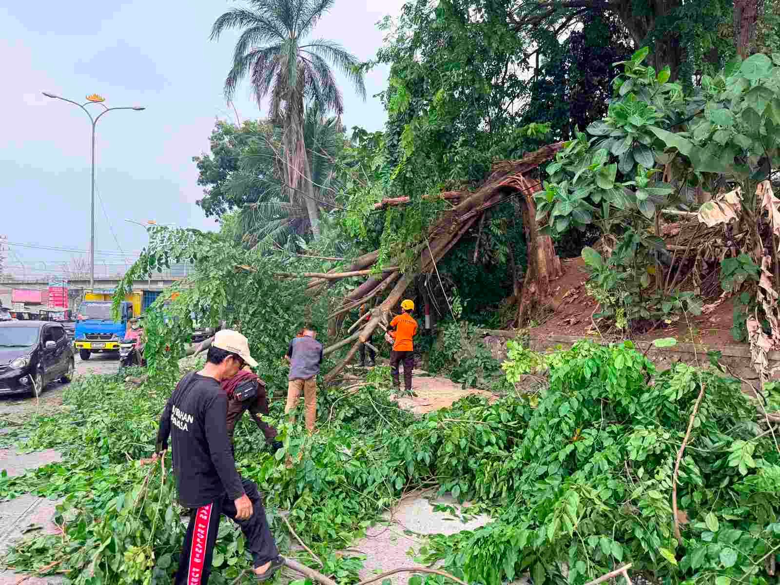 Pohon Tumbang Akibat Angin Kencang di Rajabasa, Dua Warga Terluka