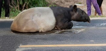 Kasus Pembantaian Tapir Terbongkar, Polres Mesuji Amankan Empat Pelaku