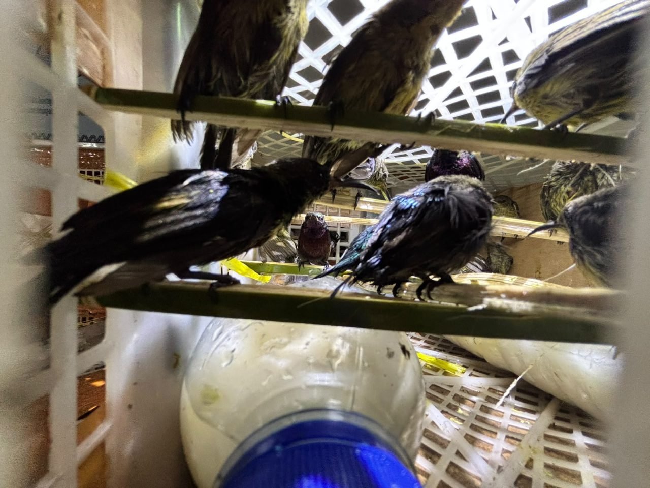 Polisi Amankan 991 Burung Tanpa Dokumen dari Bus di Pelabuhan Bakauheni