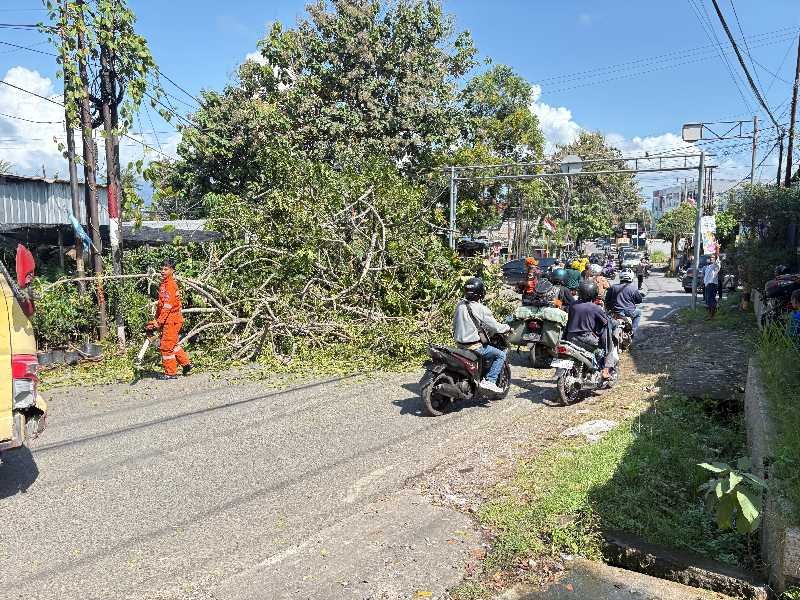 Evakuasi Pohon Tumbang Akibat Angin Kencang di Kedamaian, Bandar Lampung