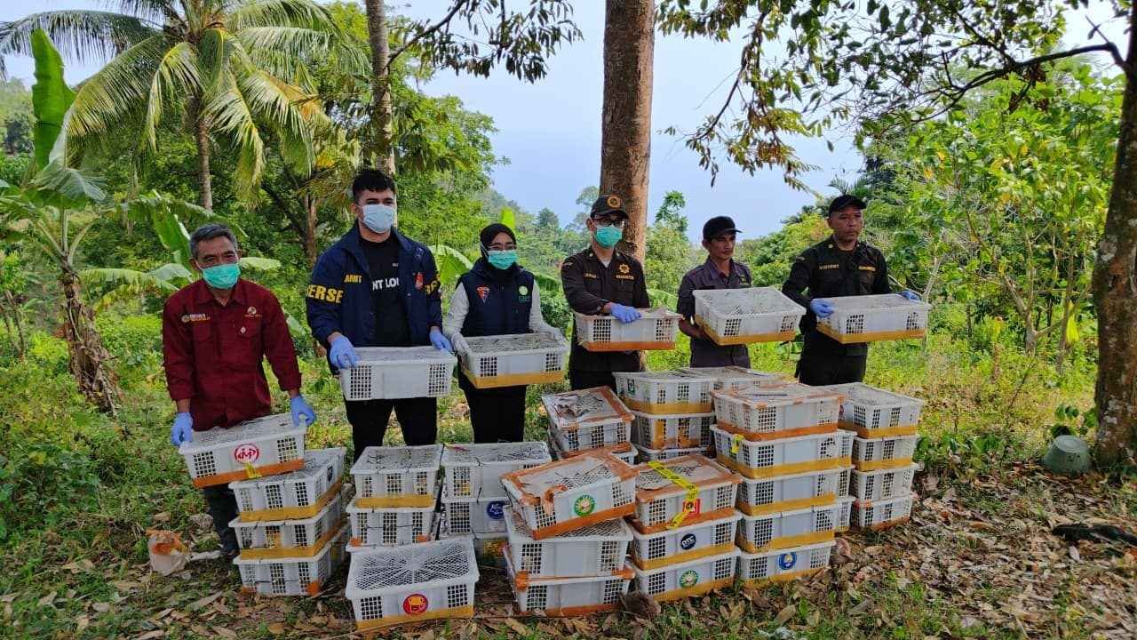 2.775 Burung Dilepasliarkan Usai Diamankan Tanpa Dokumen di Pelabuhan Bakauheni