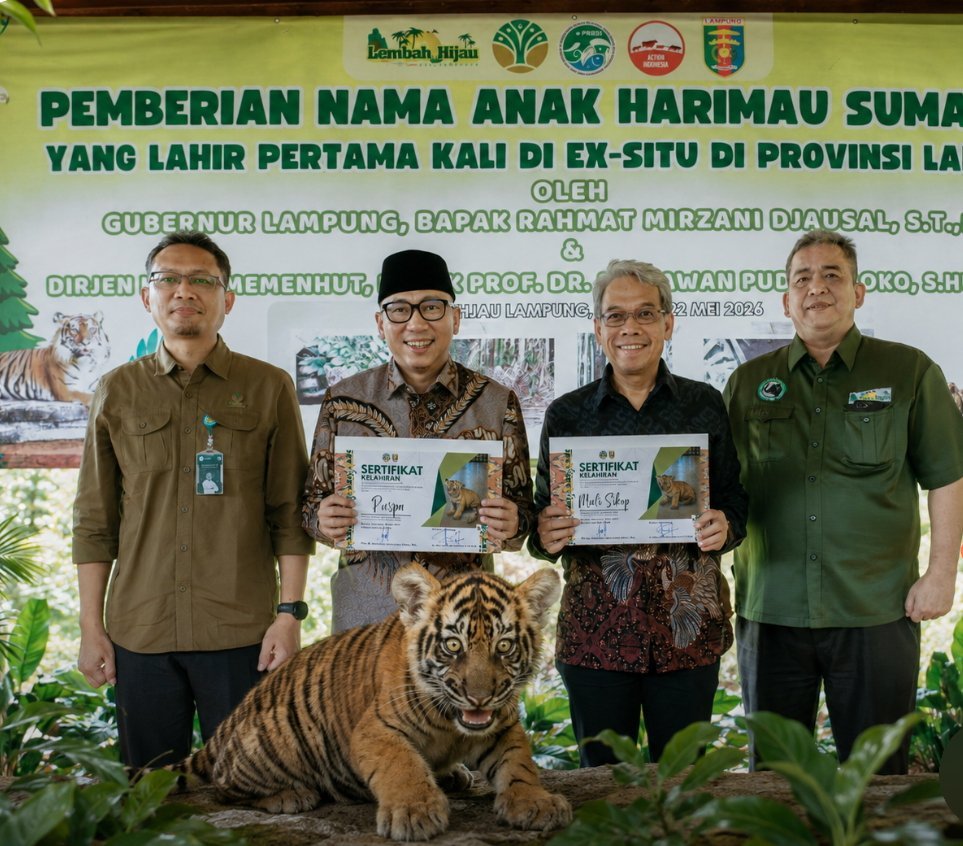 Puspa dan Muli Sikop Jadi Simbol Keberhasilan Konservasi Harimau Sumatera di Lampung