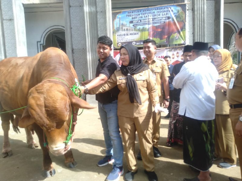 Bunda Eva Serahkan Sapi Kurban Bantuan Presiden ke Ponpes Madarijul Ulum Bandar Lampung