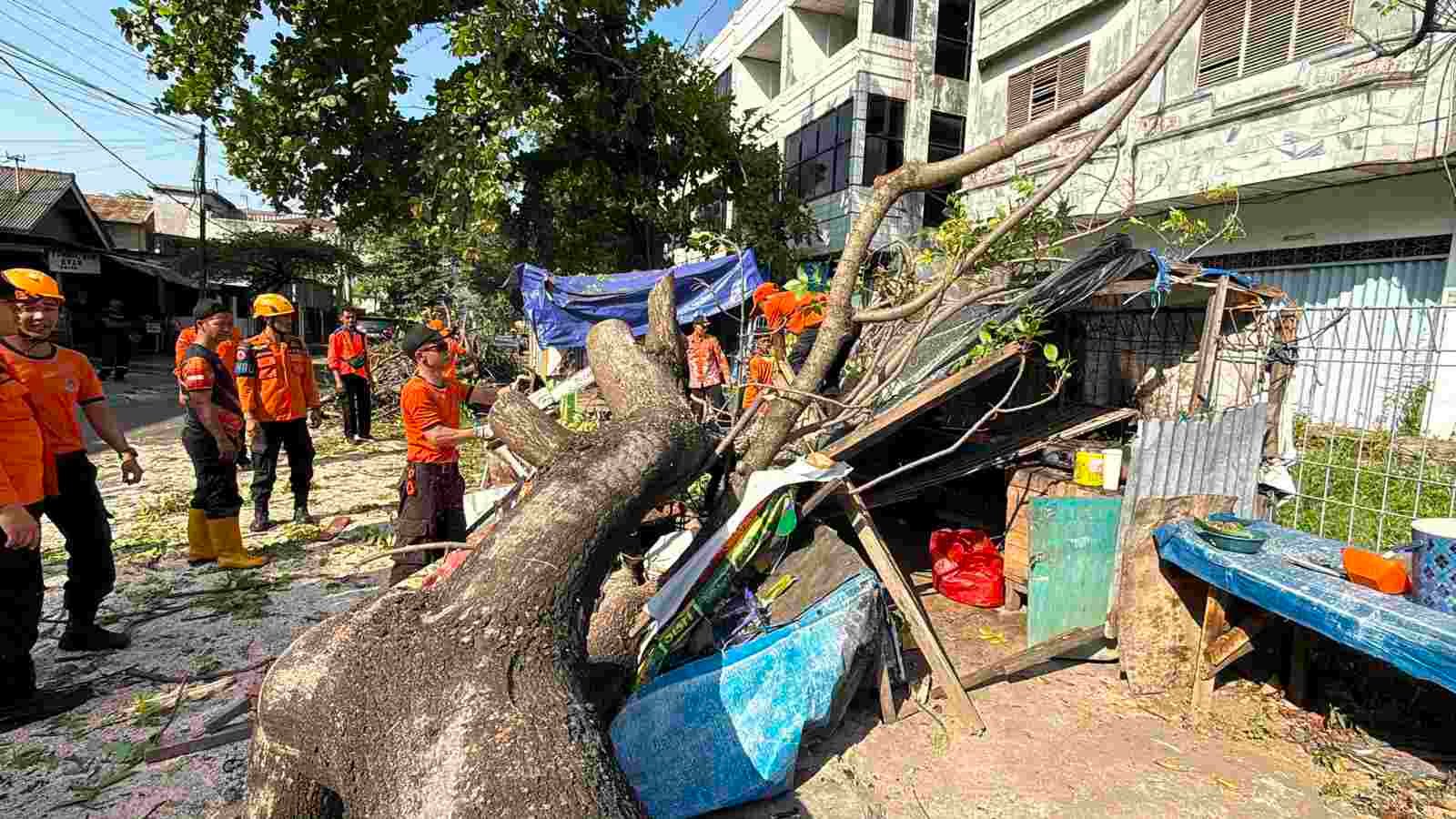 Pohon Kedondong Hutan Tumbang Timpa Warung Pecel di Bumi Waras, Satu Warga Terluka