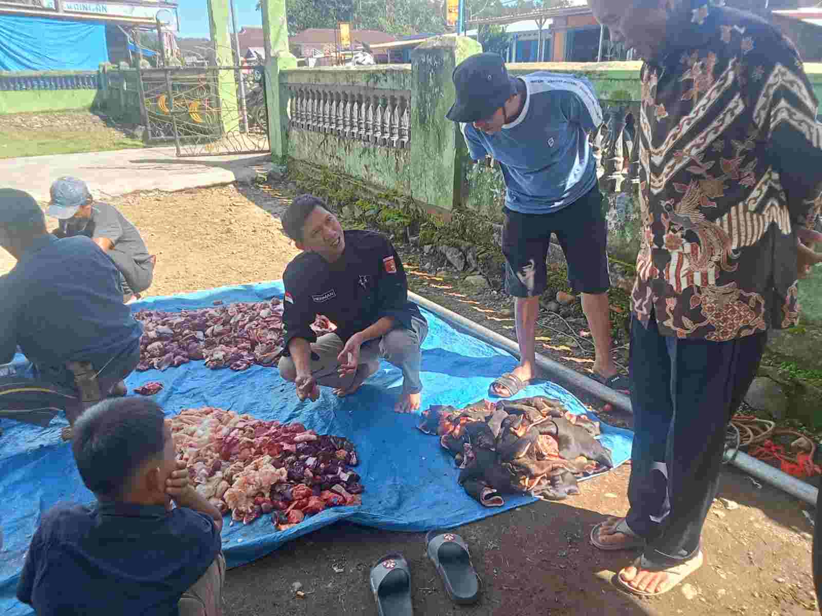 Postmortem Hewan Qurban di Sukau Tak Temukan Penyakit Berbahaya