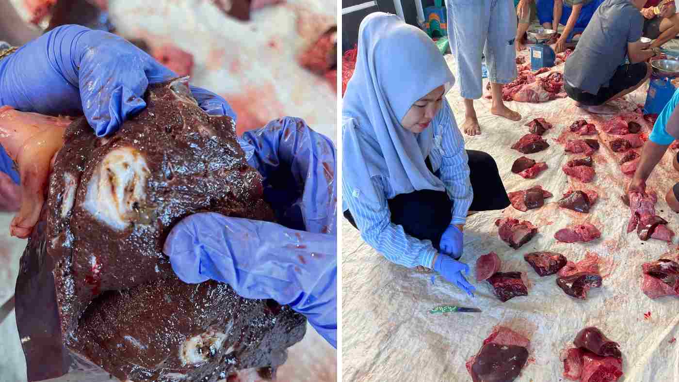 17 Sapi Kurban di Pesisir Barat Ditemukan Cacingan, DKPPP Pastikan Aman Dikonsumsi