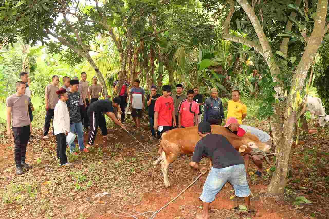 Polres Lampung Utara Sembelih 8 Hewan Kurban pada Idul Adha 1447 Hijriah