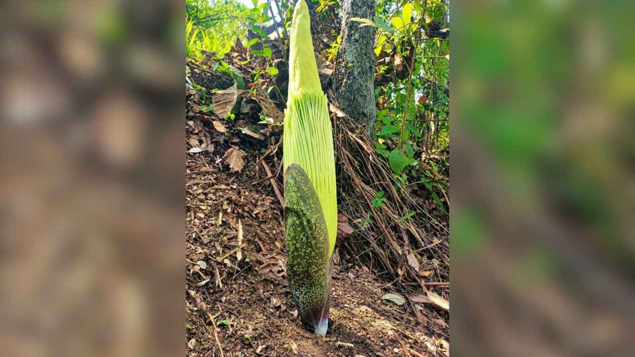 Bunga Bangkai Raksasa di Kebun Raya Liwa Siap Mekar