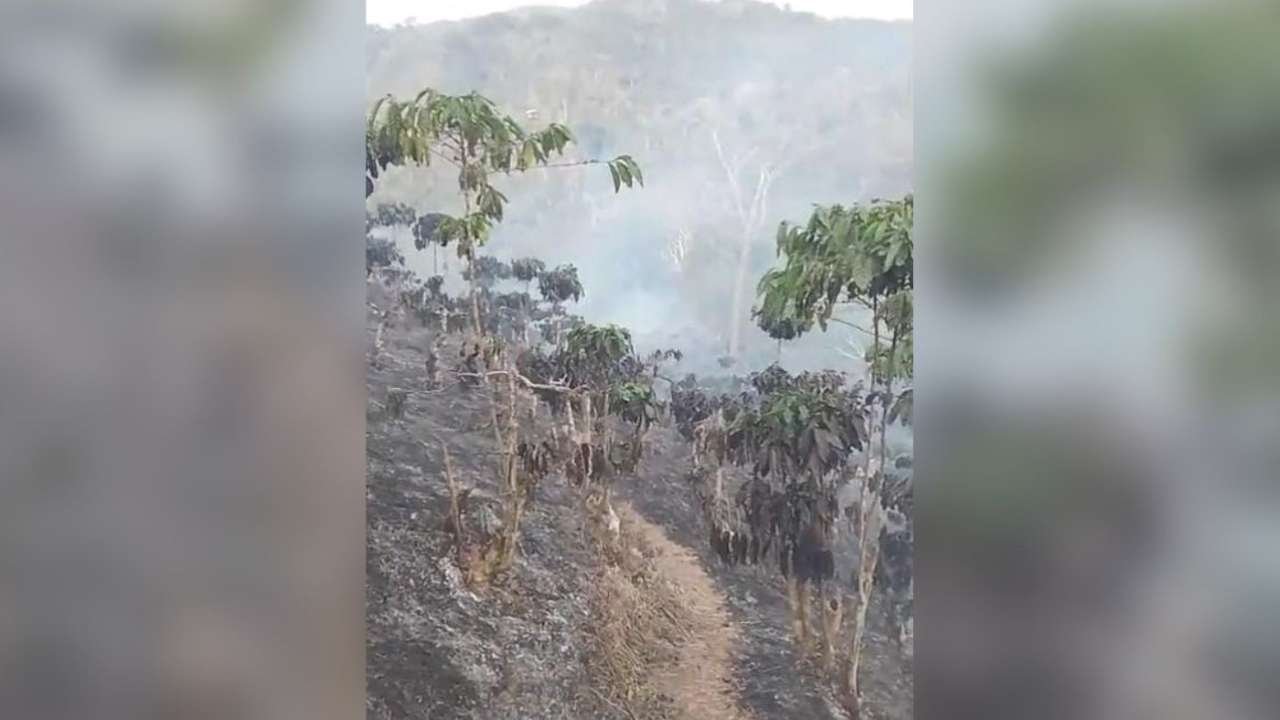 Kebun Kopi di Tebaliokh Terbakar, 1.500 Batang Kopi Hangus