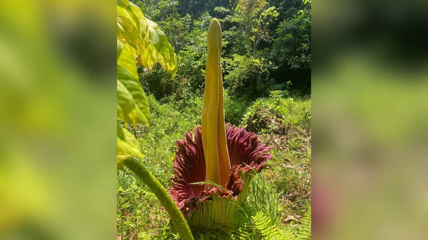 Bunga Bangkai Raksasa Mekar di Way Krui Pesisir Barat