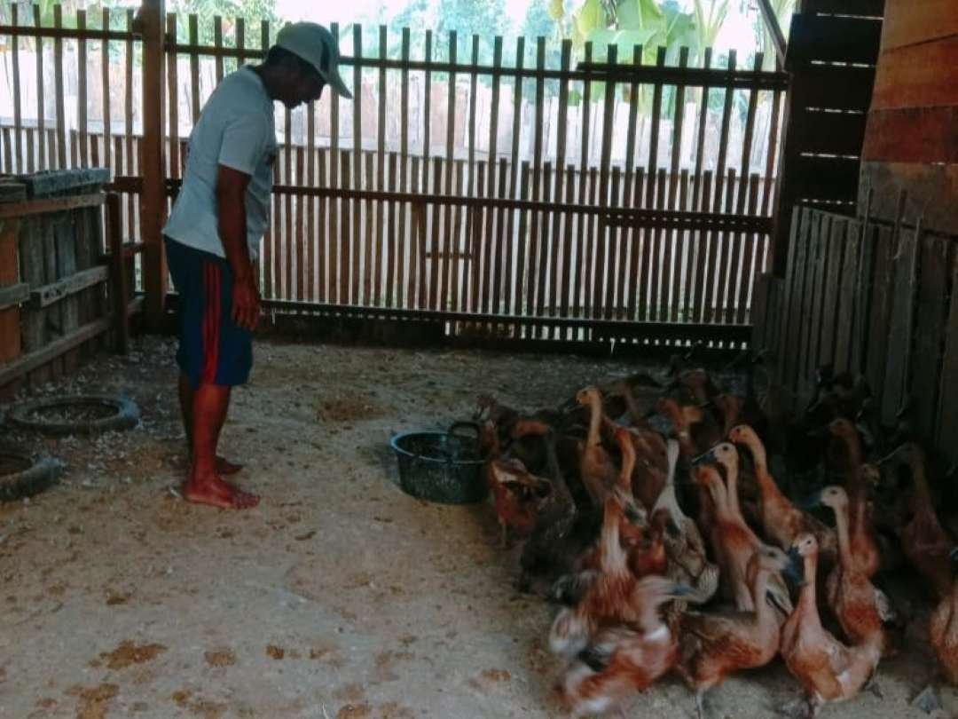 BUMDes Mujor Tepor Terus Berkembang, Pekon Lintik Perkuat Program Ketahanan Pangan