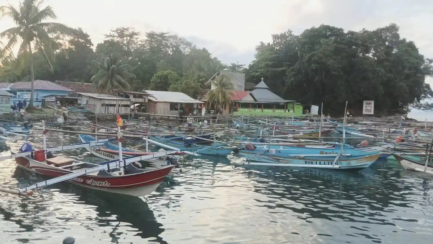 Potensi Gurita di Perairan Pesisir Barat Dinilai Sangat Menjanjikan