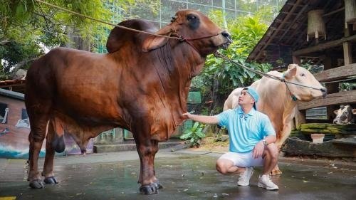 Jelang Iduladha, Irfan Hakim Kebanjiran Pesanan Hewan Kurban
