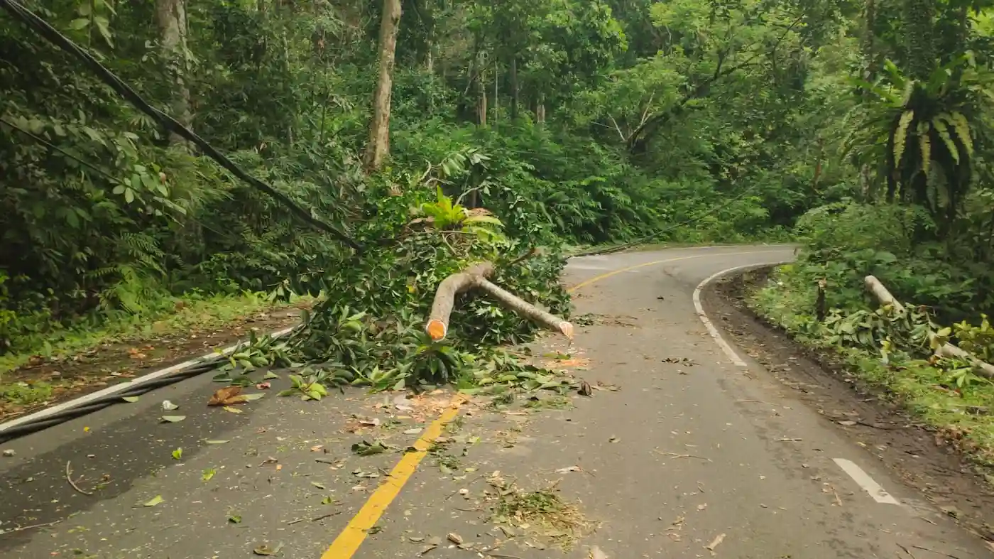 Pohon Tumbang Timpa Jaringan Listrik di Jalur Liwa–Krui, Pengendara Diminta Waspada