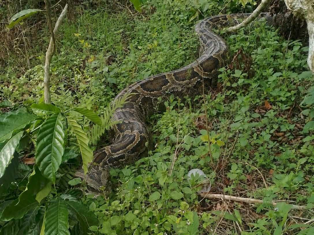 Ular Sanca Raksasa Berkeliaran di Kebun Kopi Lampung Barat, Warga Minta Segera Dievakuasi