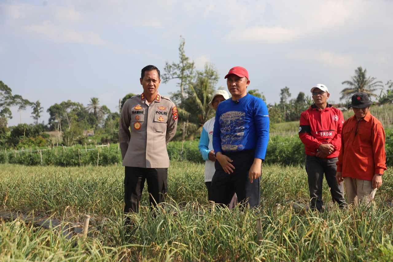Lampung Barat Siapkan Perluasan Lahan Bawang Putih Hingga 5 Hektare Usai Uji Coba Berhasil