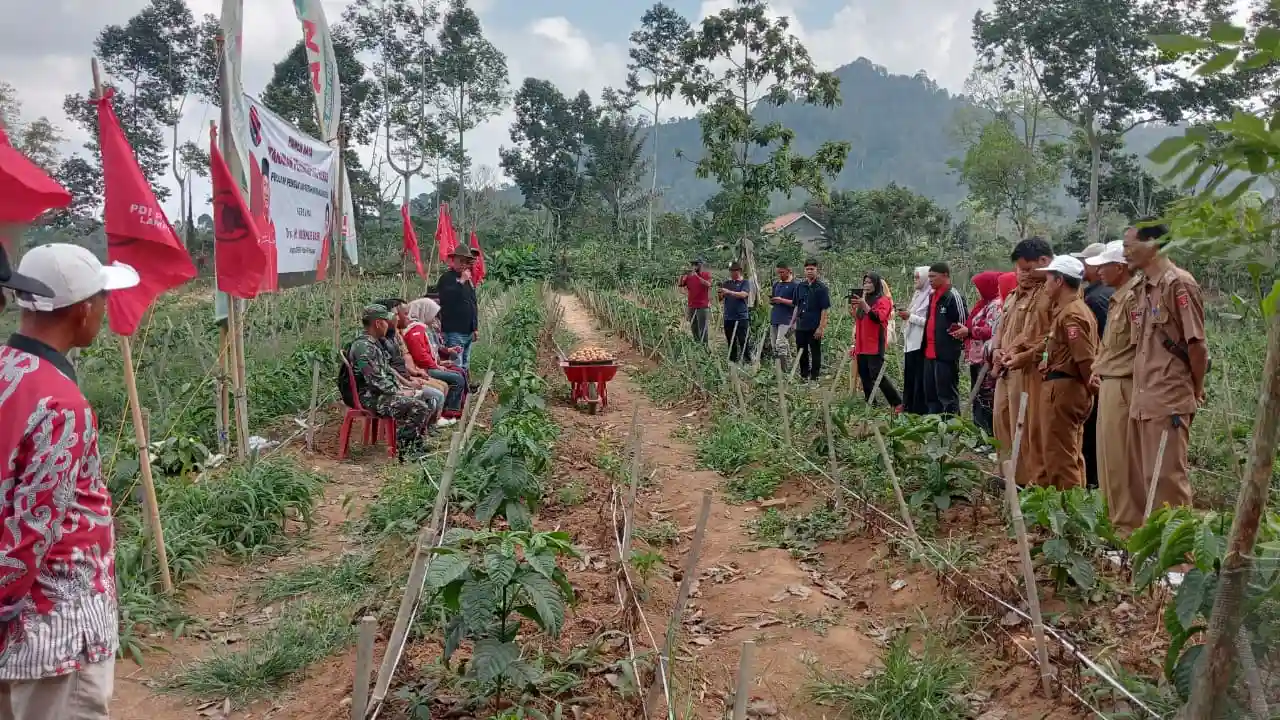 Mukhlis Basri Panen Kentang Titan, Dorong Ketahanan Pangan Lewat Diversifikasi Tanaman