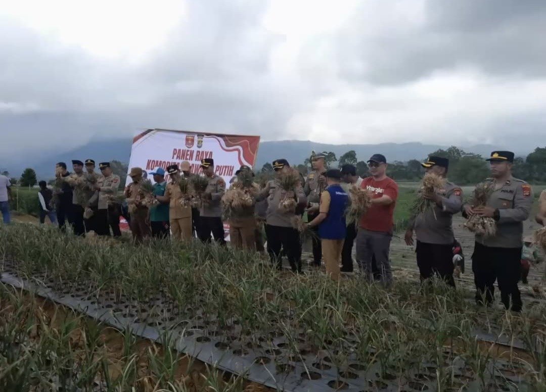 Panen Perdana Bawang Putih, Bupati Optimistis Lampung Barat Jadi Sentra Baru
