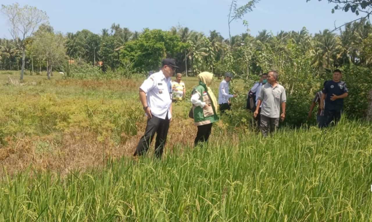272 Hektare Padi di Pesbar Kekurangan Air, Hasil Panen Terancam Menurun