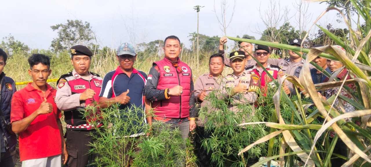 Polisi Temukan 8 Tanaman Ganja di Belukar Tebapering Sukau, Penanam Diburu