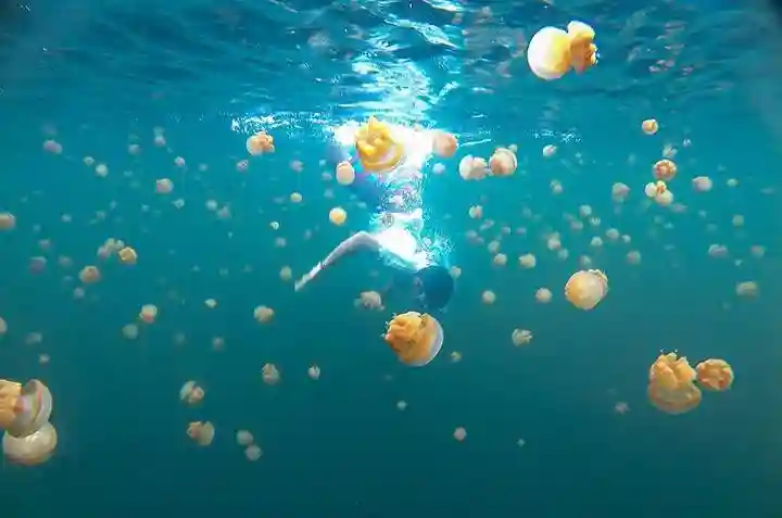 Wisata Langka, Berenang Bersama Ubur-Ubur Jinak di Indonesia