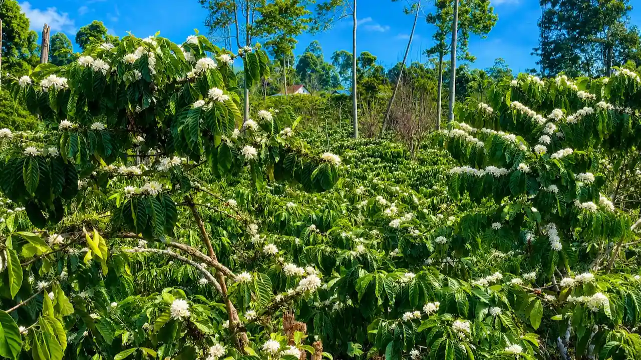 Harum Bunga Kopi Membawa Asa Baru Petani Lampung Barat