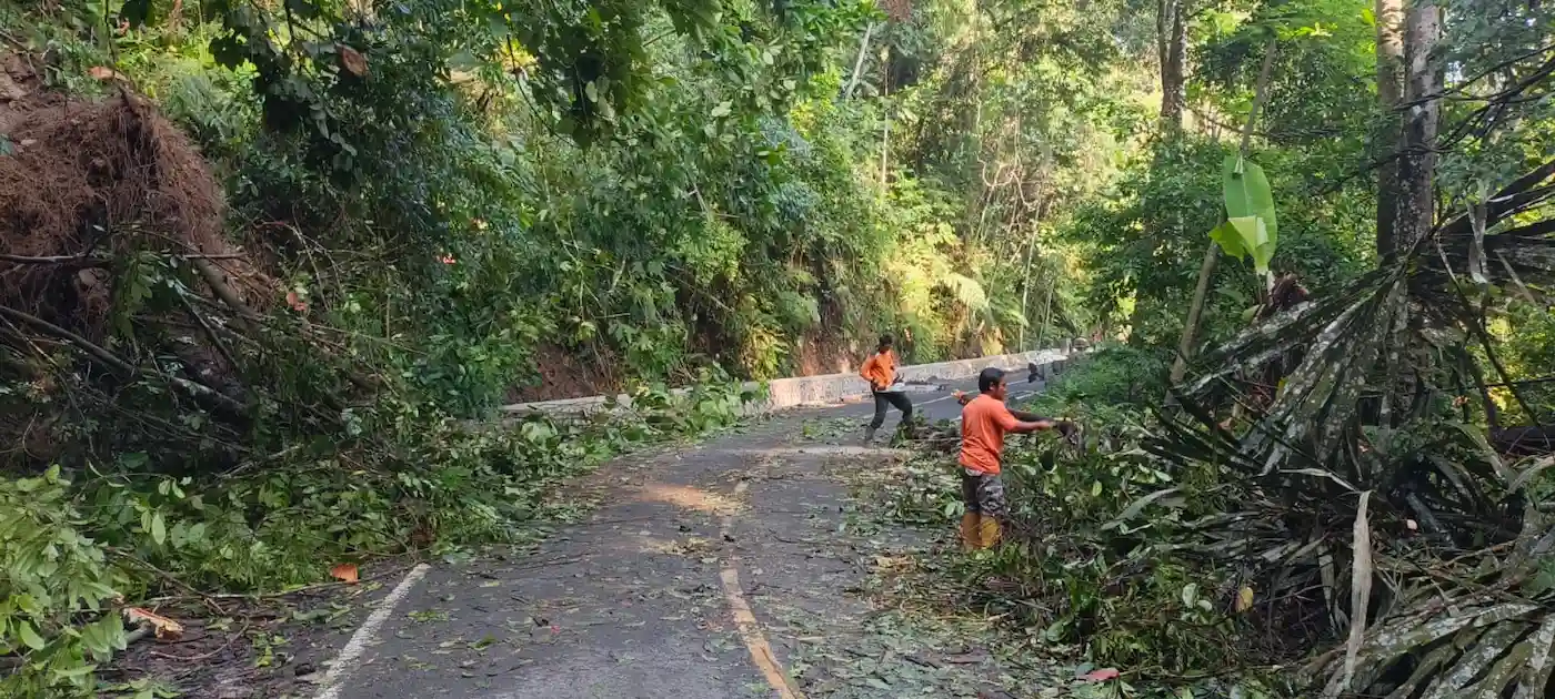 Longsor dan Pohon Tumbang Sempat Lumpuhkan Jalur Liwa–Krui
