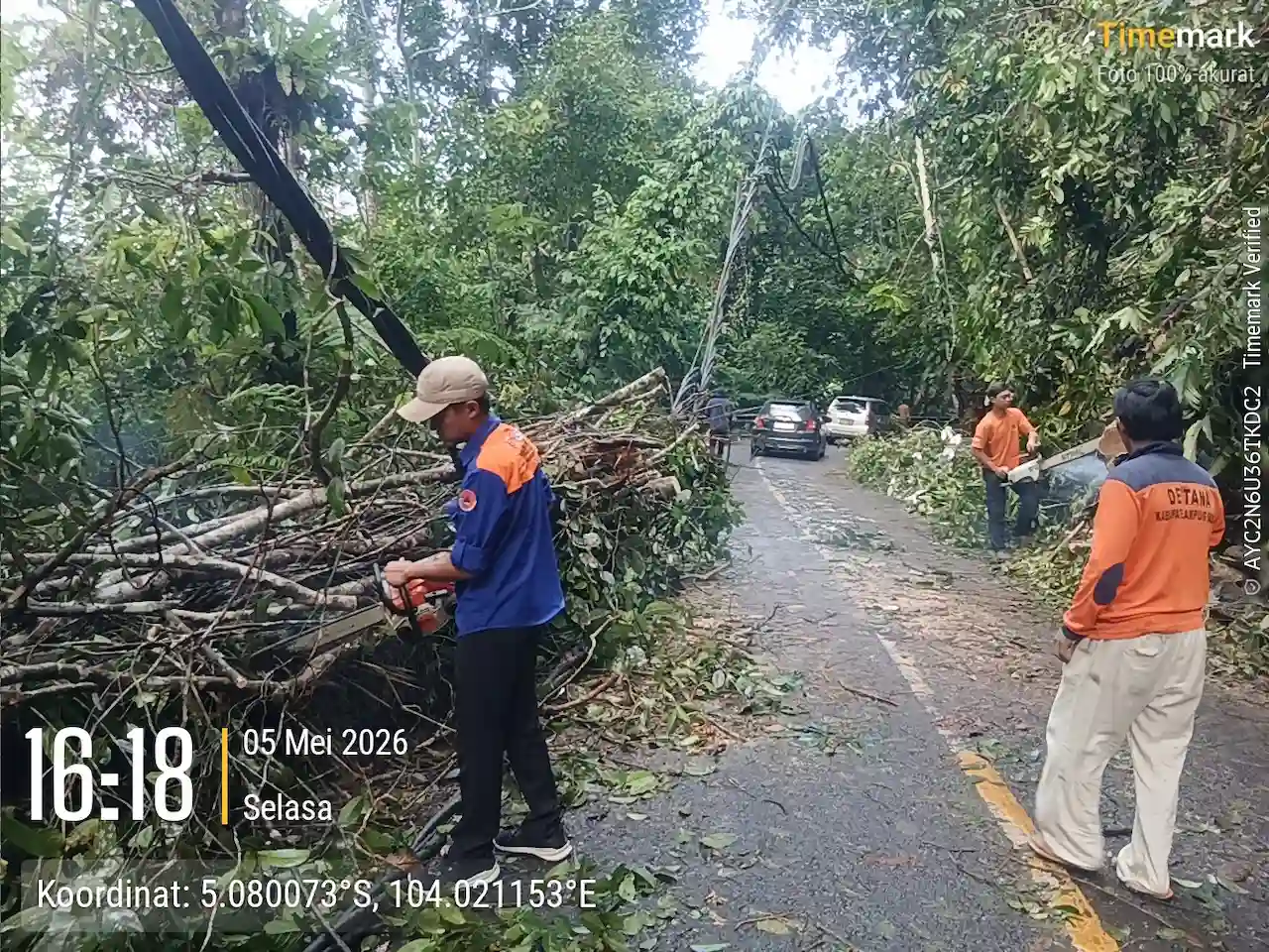 Hujan Deras Picu Pohon Tumbang di Jalinsum Liwa–Krui, Arus Lalu Lintas Sempat Terganggu